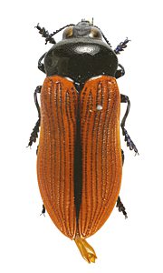 Castiarina rufipennis, PL3092, male, SL, 13.8 × 5.3 mm